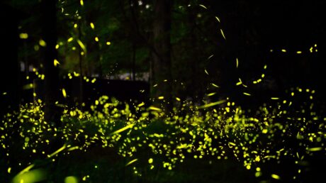 Могли лиAdvanced цивилизации общаться, как светлячки?