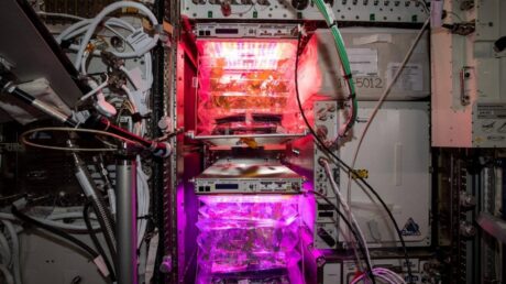 Астронавты могут создавать лекарства из растений на космических миссиях