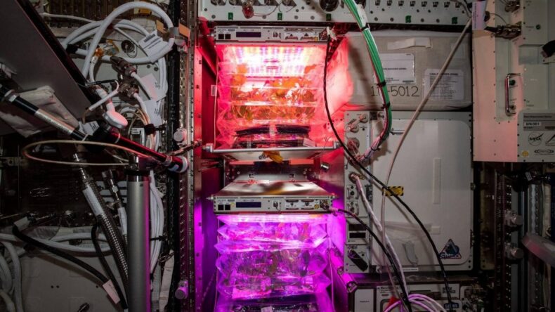 Астронавты могут создавать лекарства из растений на космических миссиях
